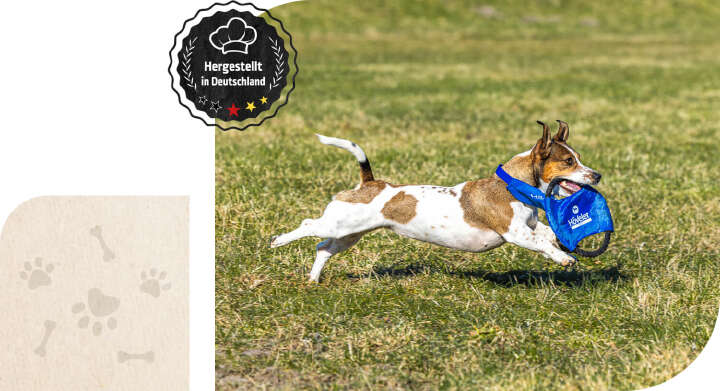 hoeveler dog teaser bewegungsapparat hoeveler dog teaser bewegungsapparat